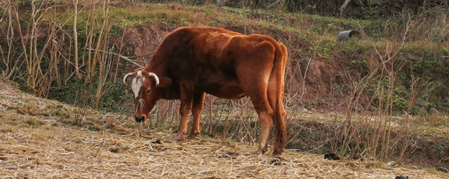 一头成年牛多少钱