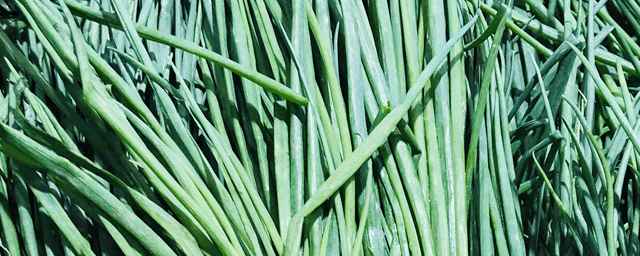 小葱种植方法和时间