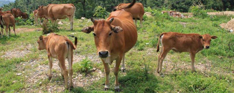 养200头牛要几亩地国家补贴多少一年的利润有多少