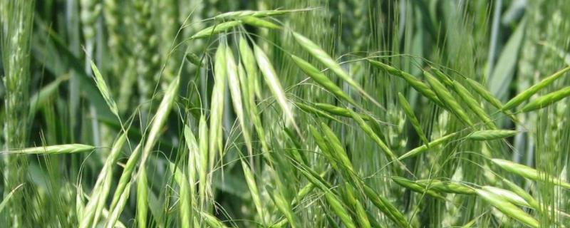 节节麦用什么除草剂年后能打吗