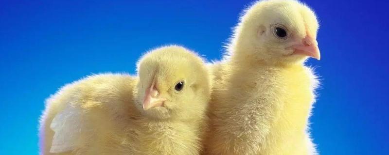 怎么孵小鸡最快2天小鸡吃什么?怎么喂养?