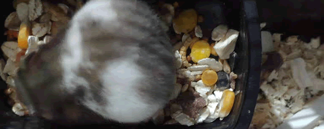 魔王松鼠对人的危害有哪些