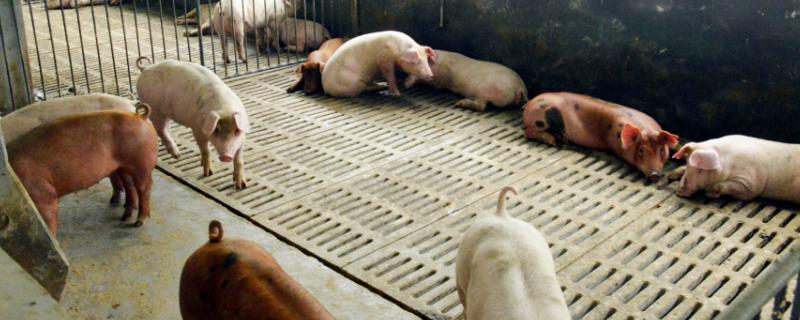 猪流感会传染给人吗猪伪狂犬都有什么症状