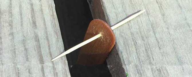 巢虫清木片用什么药泡的？