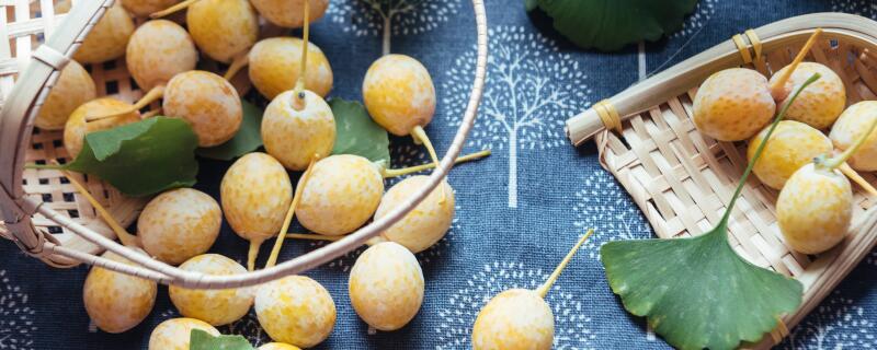 白果是果实还是种子