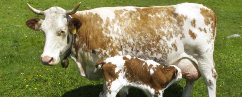 繁殖母牛一天几斤料一年生几胎