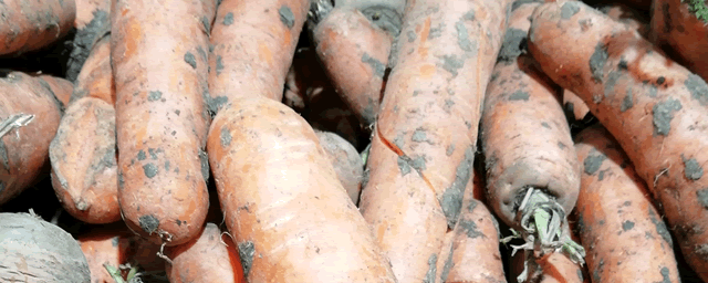 胡萝卜几月份播种