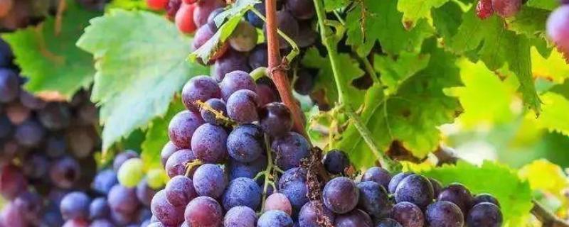 葡萄不结果的原因如何防治