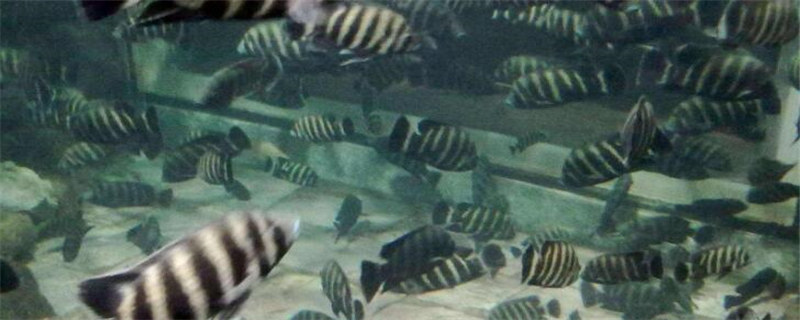 六间鱼能长多大