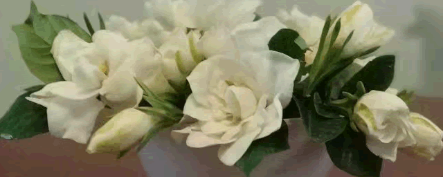 栀子花的功效与作用有哪些