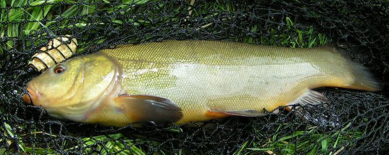 丁桂鱼养多久才有一斤附养殖方法