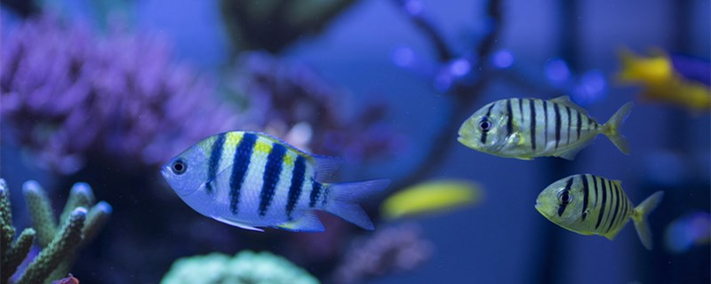 热带鱼是不是卵生