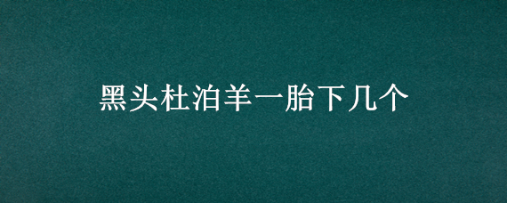 黑头杜泊羊一胎下几个