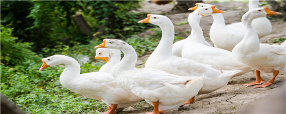 鹅和天鹅有什么区别
