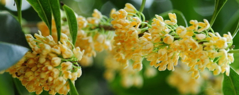 秋天有哪些植物开花？秋天开的花有哪些