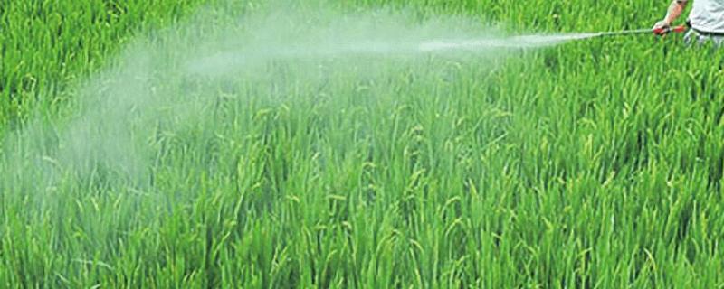 矿源黄腐酸钾可以叶面喷施吗玉米能用吗？怎么用