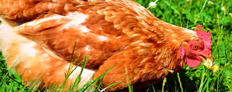 鸡喜欢吃什么谷物