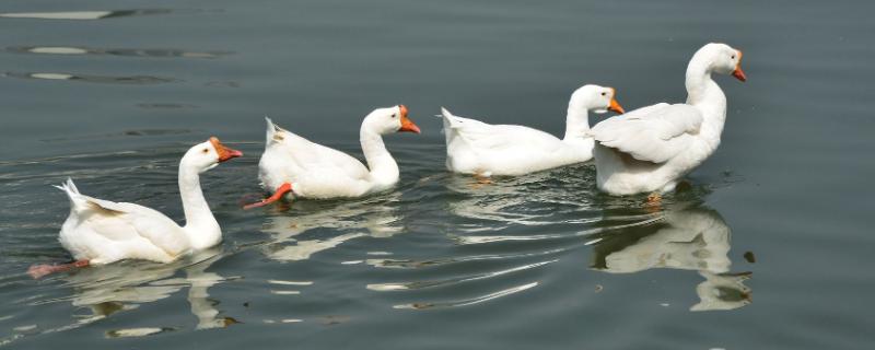 大鹅冬天能在室外养吗冬天需要窝吗