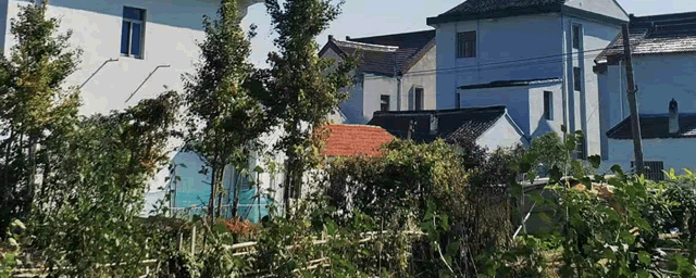 家里有蚂蚁怎么办