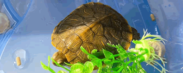 安布闭壳龟吃什么食物