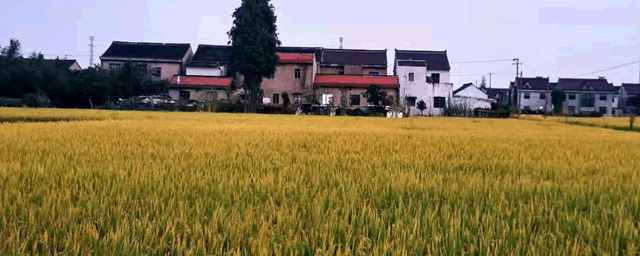 水稻叶瘟如何防治