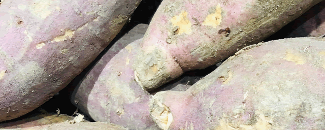 红薯怎么种才高产