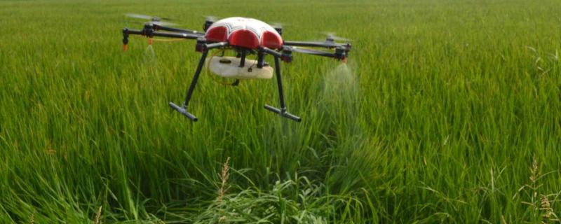 异丙隆使用注意事项能治小麦田哪些杂草