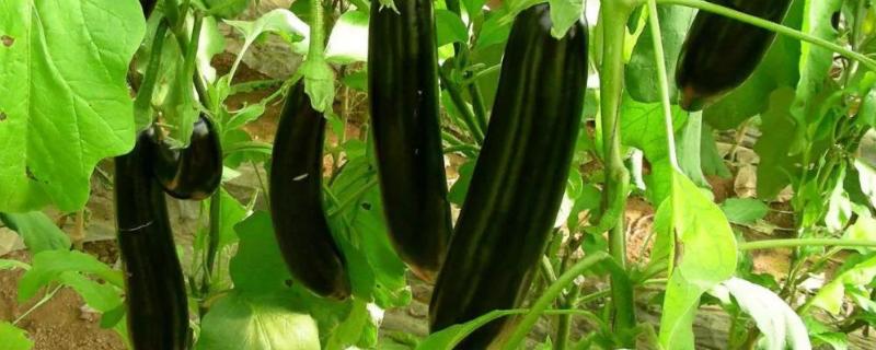 茄子生长过程生长期间需要什么肥料