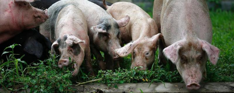 猪的内脏有哪些洗猪肚子最简单的窍门