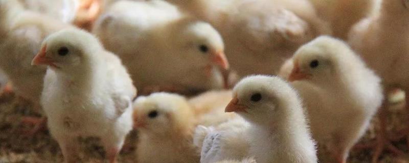 小鸡不吃东西站不起来怎么办小鸡不吃东西能活几天
