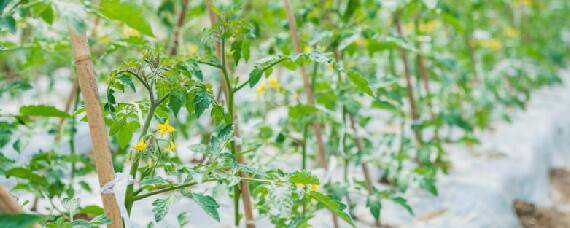 番茄秧什么时候掐尖