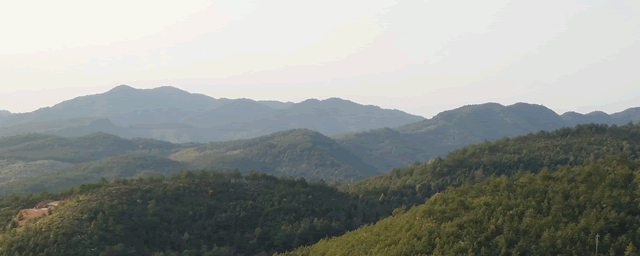 怎样制作悬崖附石盆景