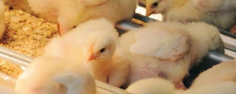 怎么人工孵化小鸡小鸡晚上不睡觉一直叫