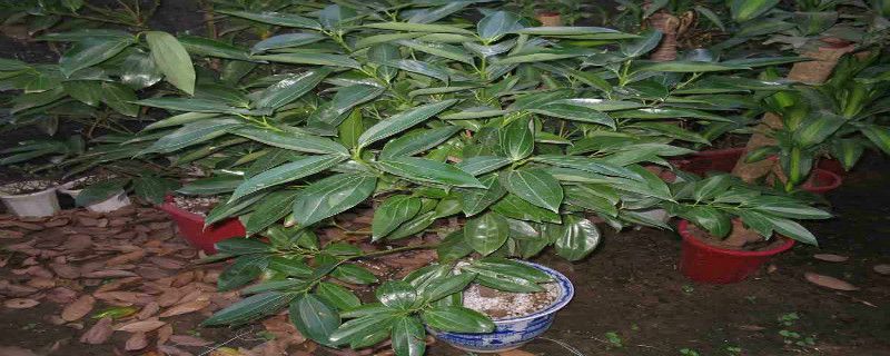 富贵树和发财树的区别