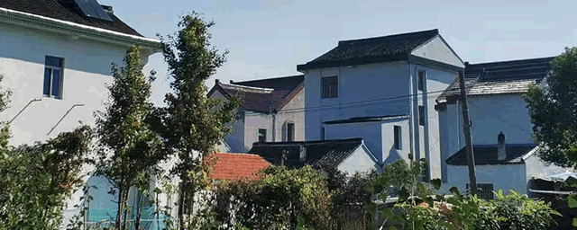 鸭脚木扦插方法