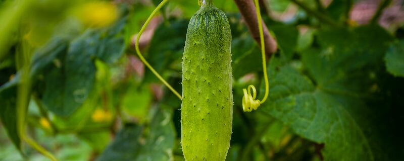 怎么给蔬菜施肥