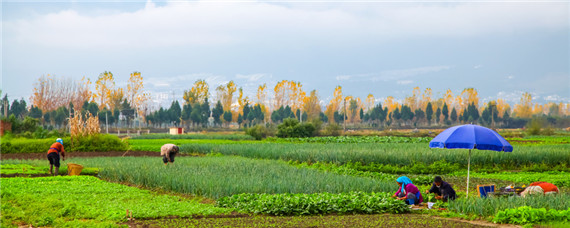 种豆可以肥田的原因