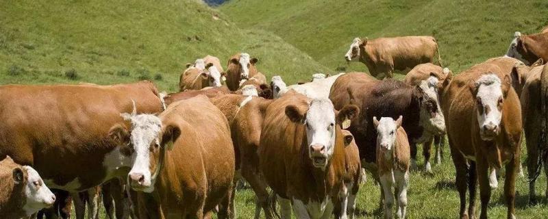 畜牧业对环境的影响乳畜业和畜牧业的区别