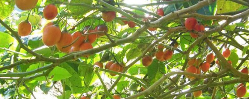 果树施肥过多怎么办