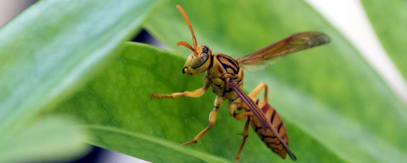 怎么驱赶黄蜂
