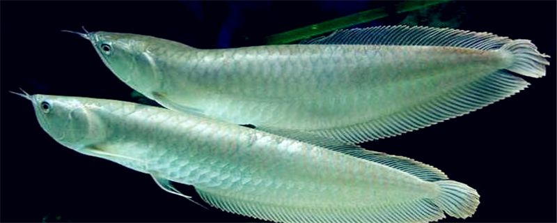 银龙一个月能长多大