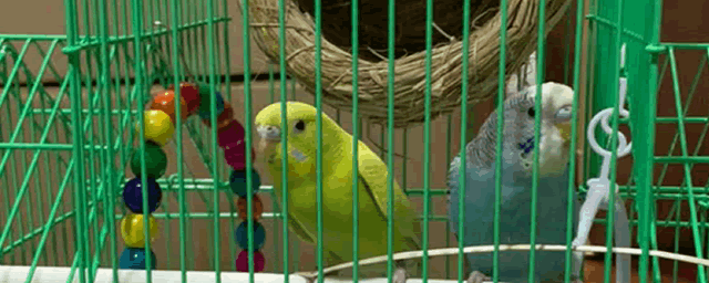 和尚鹦鹉多少钱一只