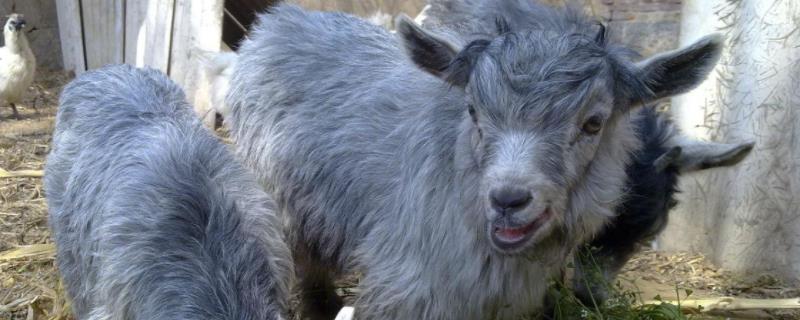 青山羊繁殖一胎几只繁殖出来的能作种羊吗