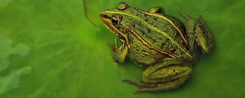 养青蛙怎么养青蛙吃什么东西