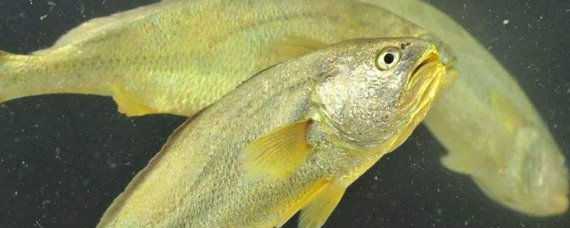 大黄鱼为什么那么贵是淡水鱼还是海水鱼