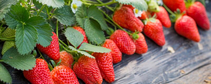 阳台草莓怎么施肥