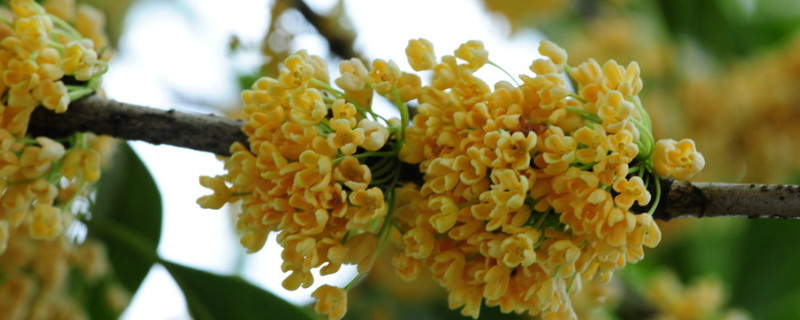 桂花种植适合什么盆？桂花用深盆还是浅盆