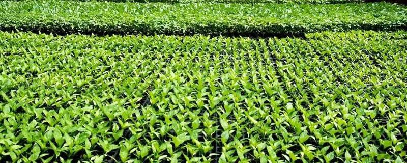 新型农业经营主体春播春种面临的困难问题都市农业的特点