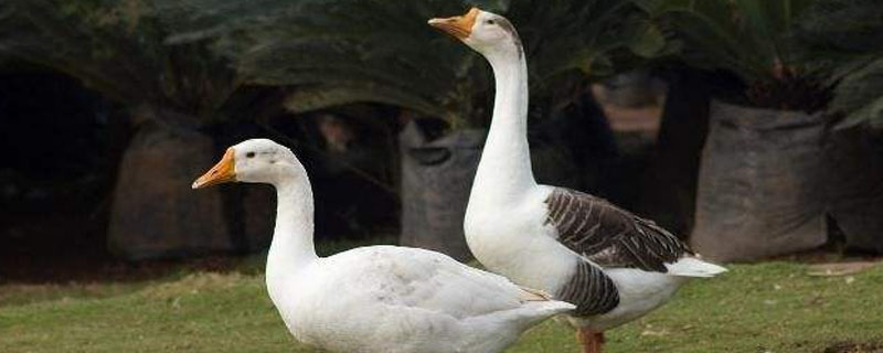 蛋鸭料蛋比一般是多少