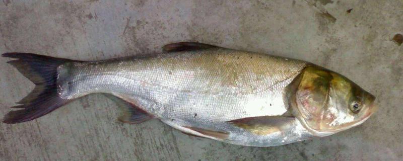 鲢鱼和鳙鱼的区别鲢鱼养殖深度多少适合